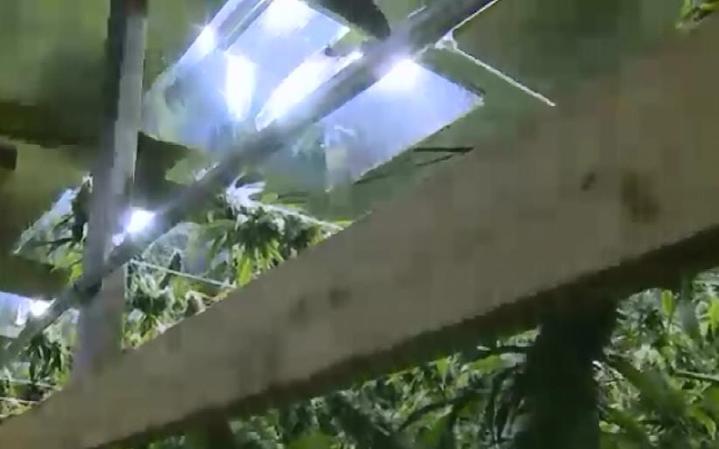 El invernadero incluía un complicado sistema eléctrico para dar luz a las plantas y conseguir que crezcan más rapidamente.