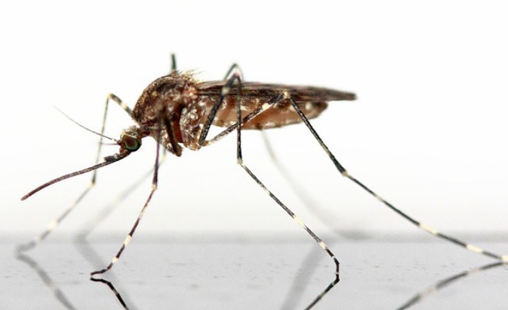 Cada año mueren 50,000 personas en todo el mundo a causa del dengue.