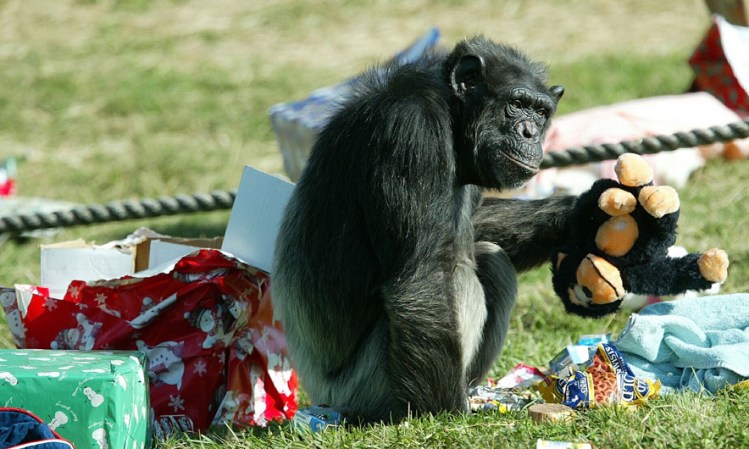 Otra de las mayores atracciones es el área de los chimpancés, que recrea la manera en que vivirían en su hábitat natural.