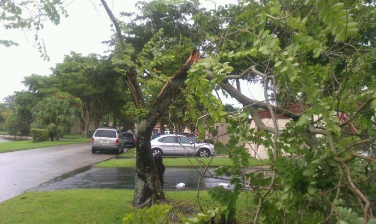 Arbol caido en Tamarac
