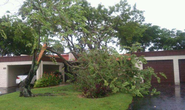En frente de mi casa. Tamarac. <br /> ¿Quieres compartir fotos como estas? Hazlo aquí <br />