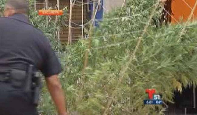Encuentran casa sembrada de marihuana en Hialeah Gardens.