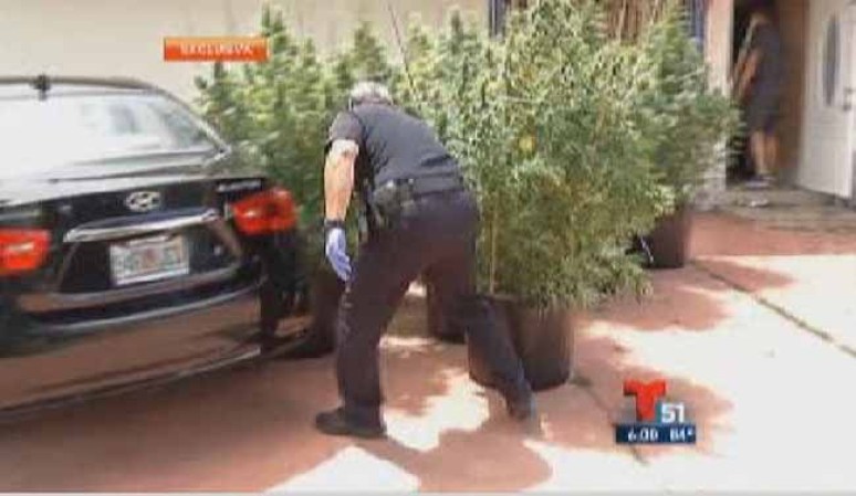 Encuentran casa sembrada de marihuana en Hialeah Gardens.