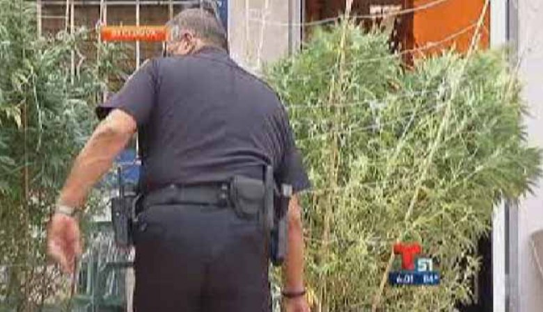 Encuentran casa sembrada de marihuana en Hialeah Gardens.