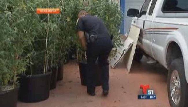 En la casa del 10400 noroeste y la 129 calle, encontraron 39 matas de marihuana.