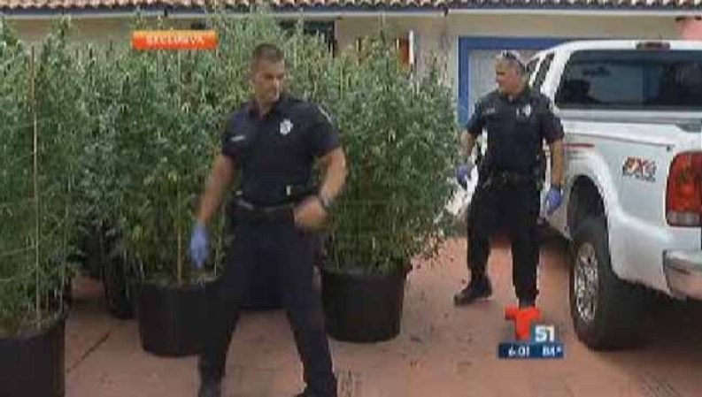 Cada una de las matas produce 5 libras de marihuana que se venden en promedio a 5,000 dólares cada una.