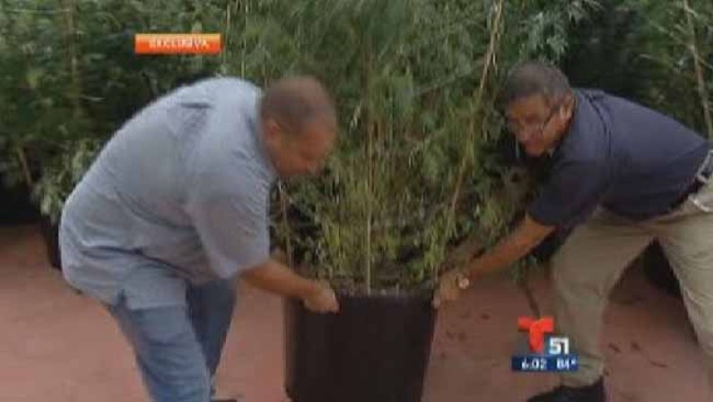La policía asegura que este era un laboratorio muy bien preparado, con paredes forradas herméticamente, que impedían que se sienta el penetrante olor de la plantas.