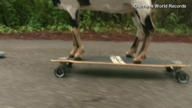 “Happie”, la cabra patinadora es capaz de recorrer 118 pies en 25 segundos, sobre su tabla en ruedas.