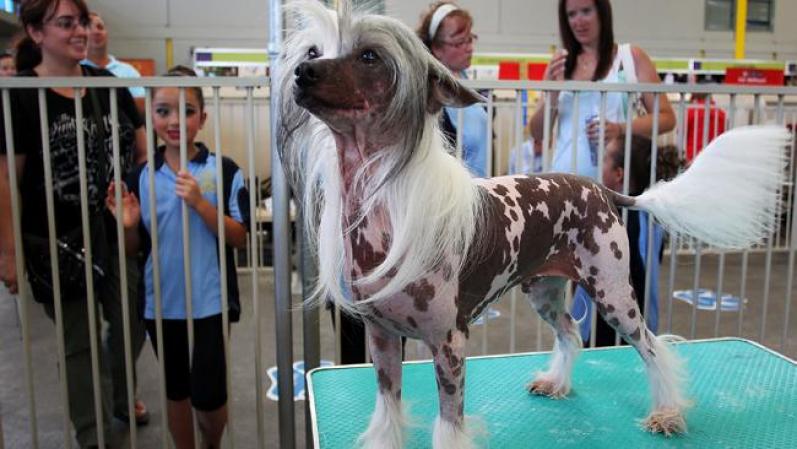 Este perro se prepara para el “Purina dog show”.