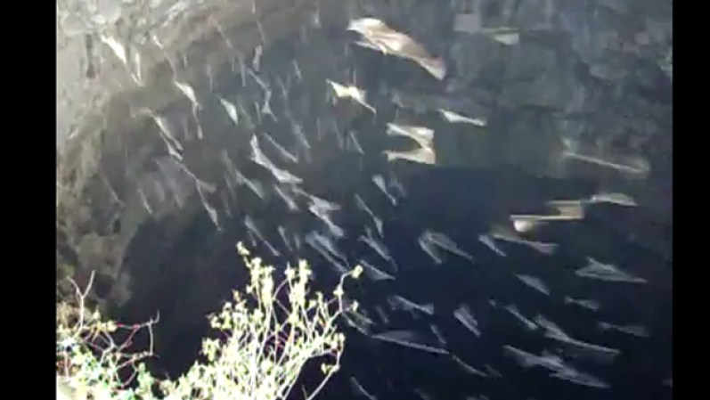La maravilla natural se observa en la madrugada, cuando más de un millón de golondrinas salen haciendo círculos de su cueva, cantando y dirigiéndose hacia la superficie.