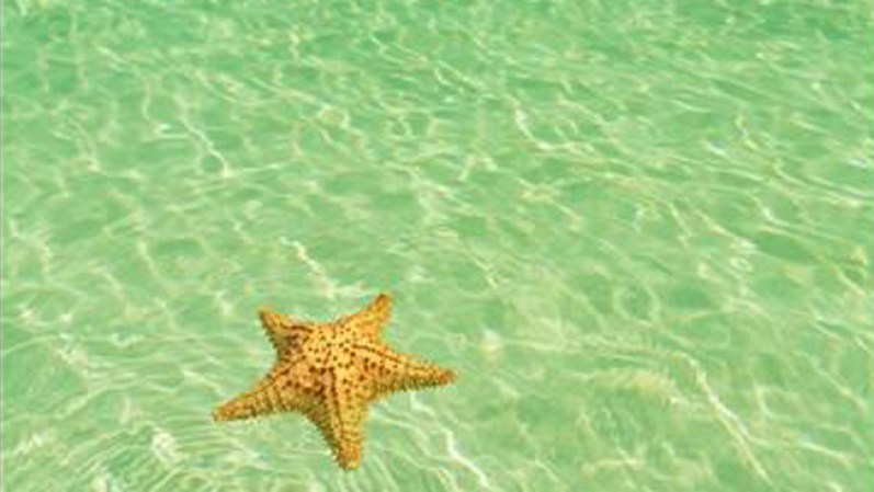 Estrella de mar flotando en la playa del Bávaro en Punta Cana.
