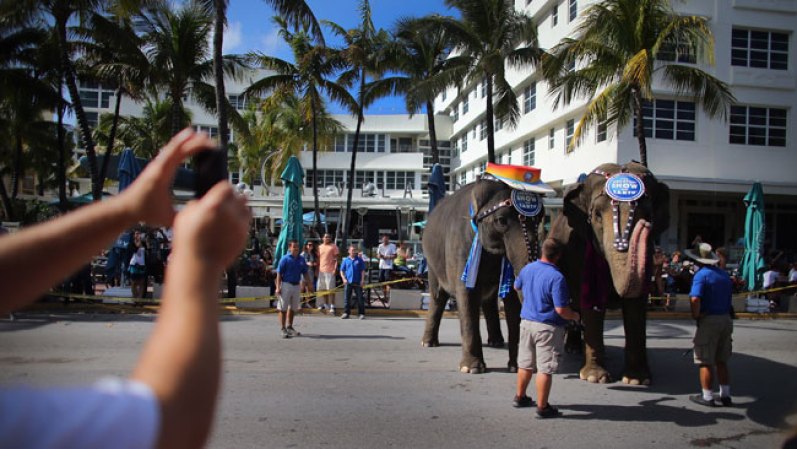 Ringling Brothers and Barnum & Bailey Circus presenta en Miami su famoso espectáculo en el cual se incluye por primera vez un grupo de acróbatas cubanos.