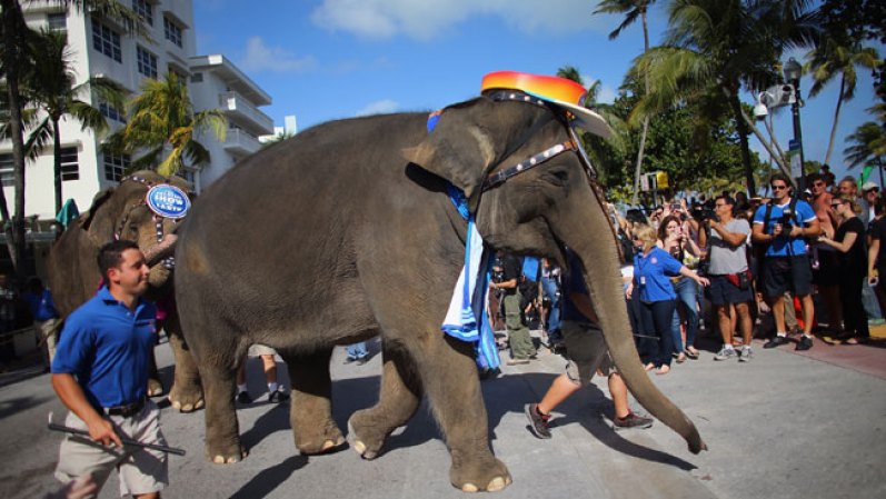 Ringling Brothers and Barnum & Bailey Circus presenta en Miami su famoso espectáculo en el cual se incluye por primera vez un grupo de acróbatas cubanos.