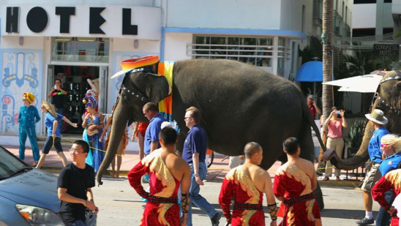 Ringling Brothers and Barnum & Bailey Circus presenta en Miami su famoso espectáculo en el cual se incluye por primera vez un grupo de acróbatas cubanos.