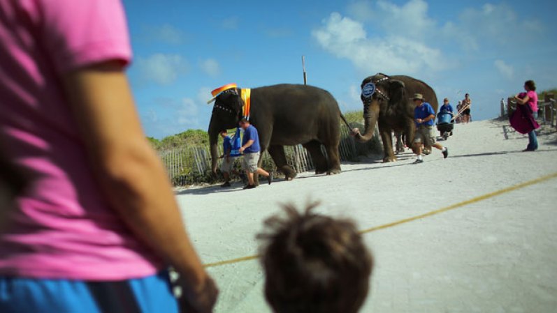 Ringling Brothers and Barnum & Bailey Circus presenta en Miami su famoso espectáculo en el cual se incluye por primera vez un grupo de acróbatas cubanos.