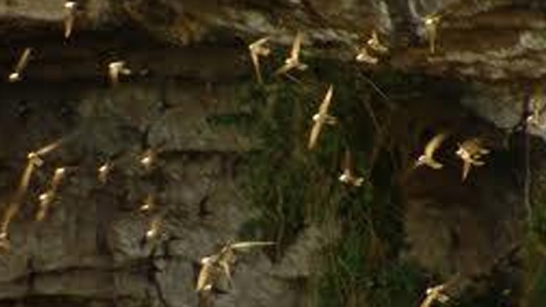 Pero lo impresionante no es solamente la cueva… si no el espectáculo natural que hacen las golondrinas al salir de ahí.