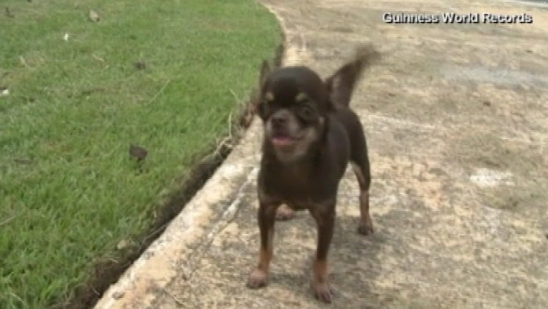 La pequeña “Milly”, originaria de Puerto Rico, entró al libro de records como el perro más pequeño del mundo...