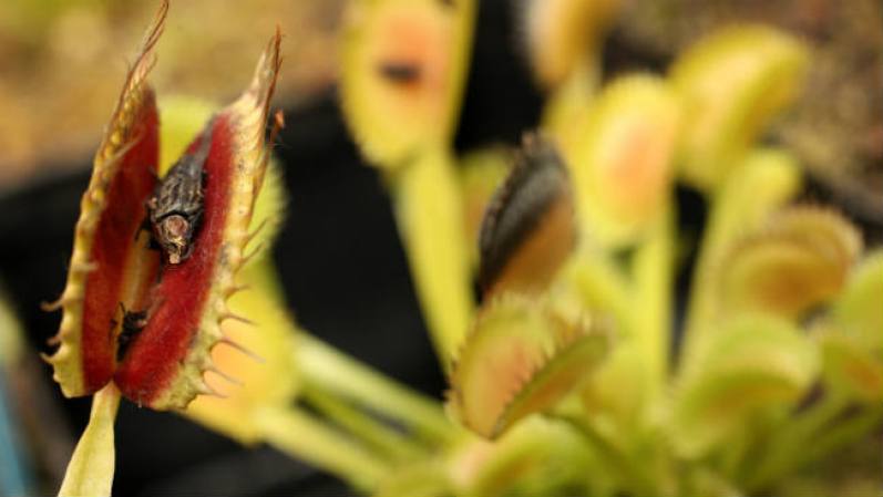 Para sobrevivir, las plantas carnívora tienen que consumir animales, principalmente moscas o insectos rastreros… Así lo vemos en esta exhibición en Berlín, que realmente es un restaurante para ellas.