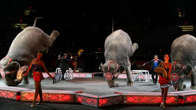 Ringling Brothers and Barnum & Bailey Circus presenta en Miami su famoso espectáculo en el cual se incluye por primera vez un grupo de acróbatas cubanos.