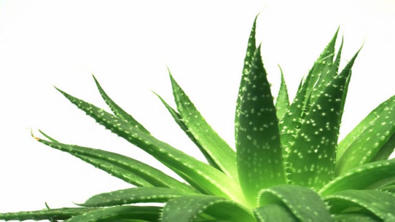 Algunas plantas además de limpiar el aire, tienen incontables beneficios para nuestra salud, ese es el caso de la sábila o aloe vera.