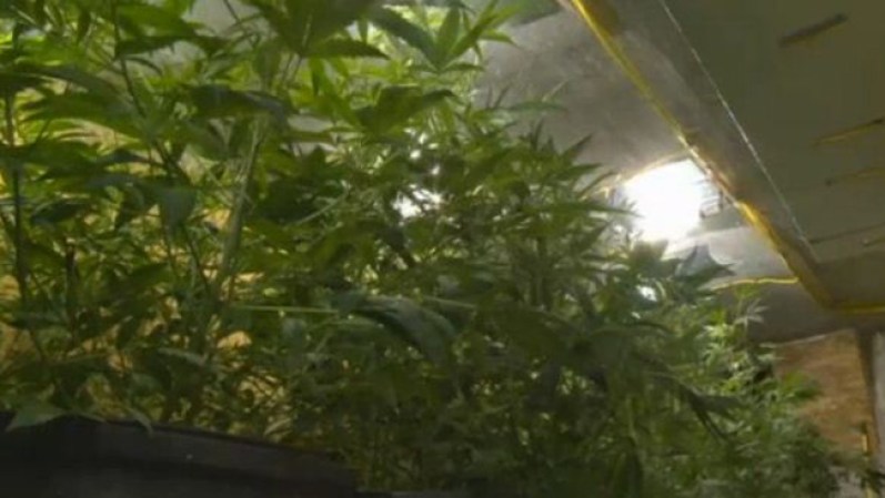 Marihuana sembrada en piscina.