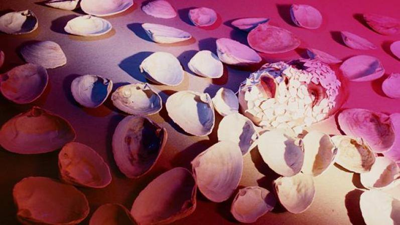 Jimmy De Sana: "Seashells & Eggshells", 1982.