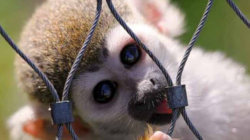 Parecen los animales más tiernos de la naturaleza, pero con su apariencia inofensiva y algunos, incluso, con miradas inocentes, pueden llegar a matar.