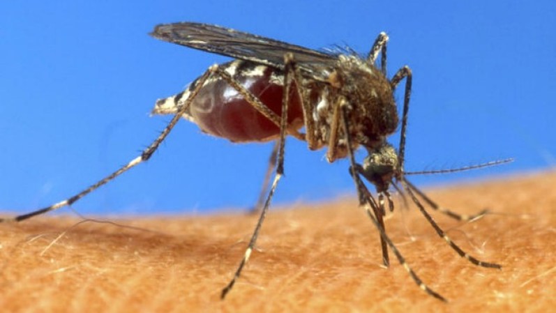 El mosquito Aedes aegypti es el vector transmisor del virus chikungunya, además del dengue.