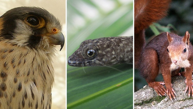 Descubre algunos animales que han sido la inspiración de los investigadores para crear algunas innovaciones tecnológicas que ayudarán a la medicina y el área militar. FUENTES: Discovery News
