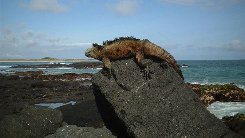 Los meses de septiembre y octubre son por lo general considerados temporada baja en las Islas Galápagos (Ecuador), por lo que tienes más probabilidad de conseguir mejores precios para disfrutar de su flora y fauna.