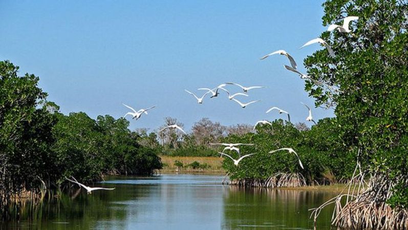 Everglades: Este Parque Nacional en Florida es ideal para los amantes de la naturaleza y los animales ¡No se olviden de empacar el protector solar aunque es invierno!