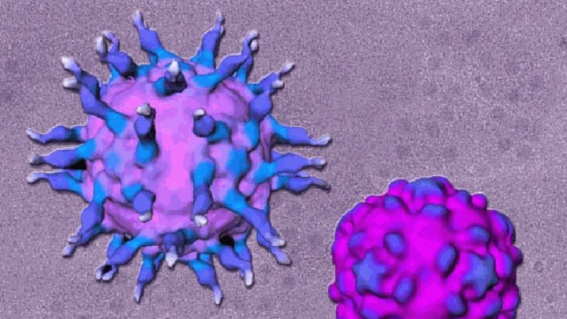 Poliomielitis, afecta sobre todo a los menores de 5 años. El virus se transmite de persona a persona, principalmente por vía fecal-oral.