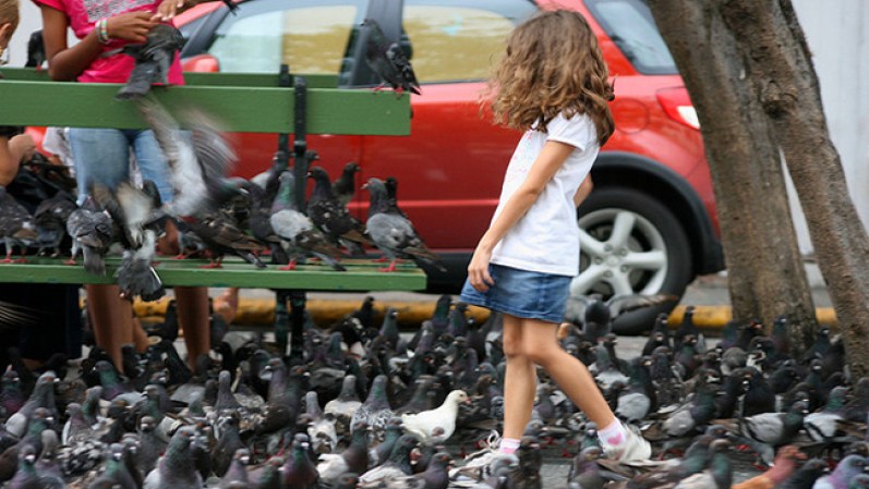 Encontrar cientos de palomas reunidas en una plaza puede ser factible, pero que no salgan volando cuando una niña camina entre ellas, no se ve todos los días.