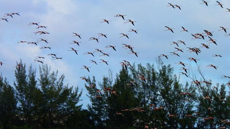 La pista hípica de Hialeah ha resultado ser un excelente santuario de aves.