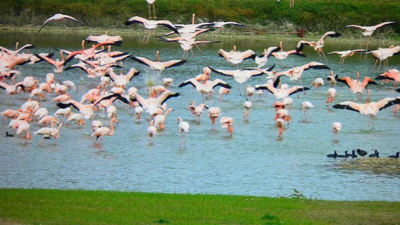 El Hialeah Park, además de ser la sede del hipódromo, también tiene actualmente la distinción de ser un santuario para el pájaro Audubon, al que aparentemente también le gusta la emoción de las carreras de caballos.