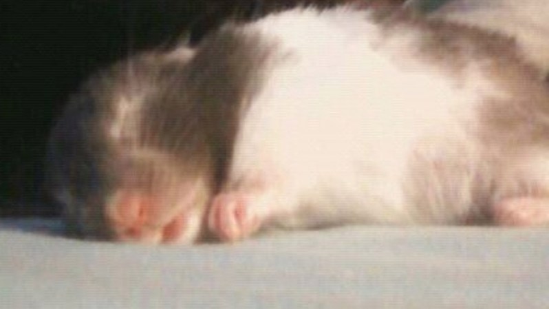 <br /> ¿Quieres enviar la foto de tu mascota? Hazlo aquí <br />