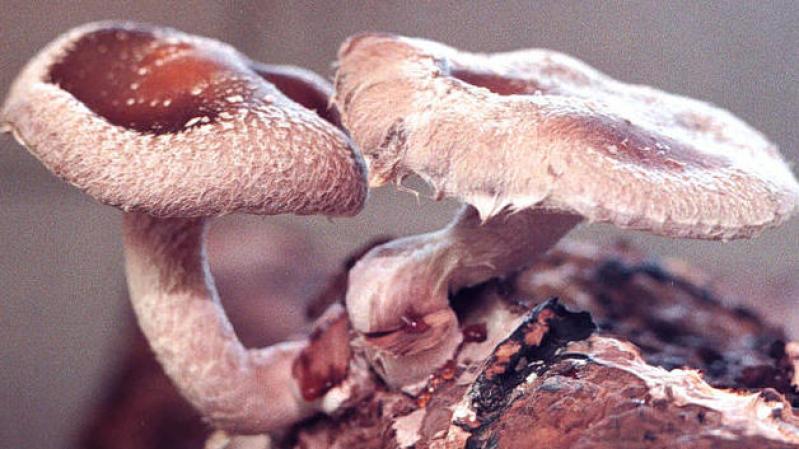 Hongos Shiitake frescos (3.5 oz 100 IU) u Hongos Shiitake deshidratados (3.5 oz 1600 IU).