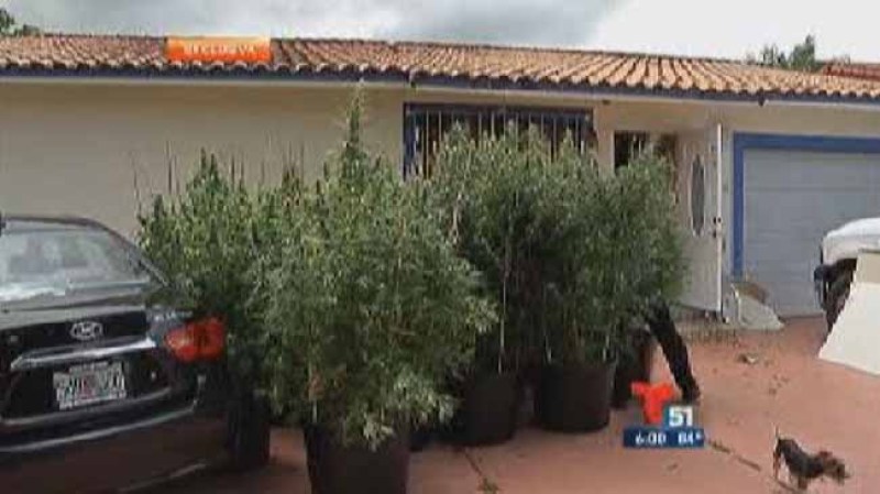 Encuentran casa sembrada de marihuana en Hialeah Gardens.
