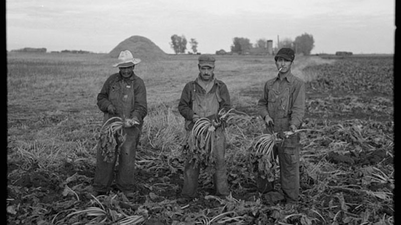 Trabajadores mexicanos en sembradíos de remolacha, cerca de Fisher, Minnesota.