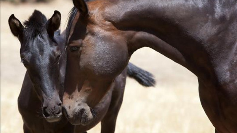 Cuba subasta caballos de raza