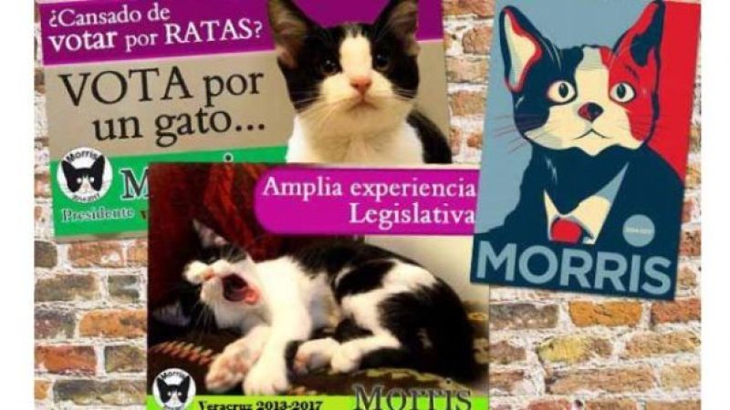 Candigato Morris: Boicot a impuesto