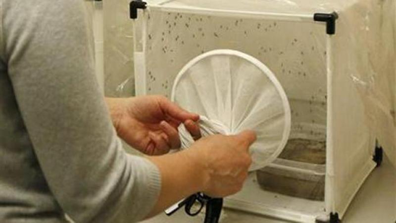Olor a pies atrae mosquitos con malaria