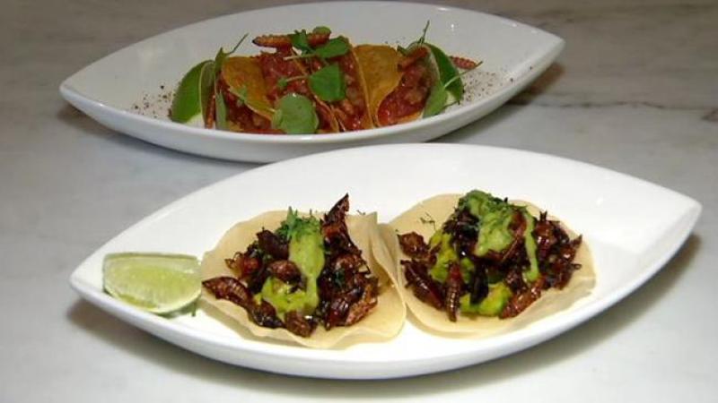 Tacos de cigarras y gusanos, fusión única