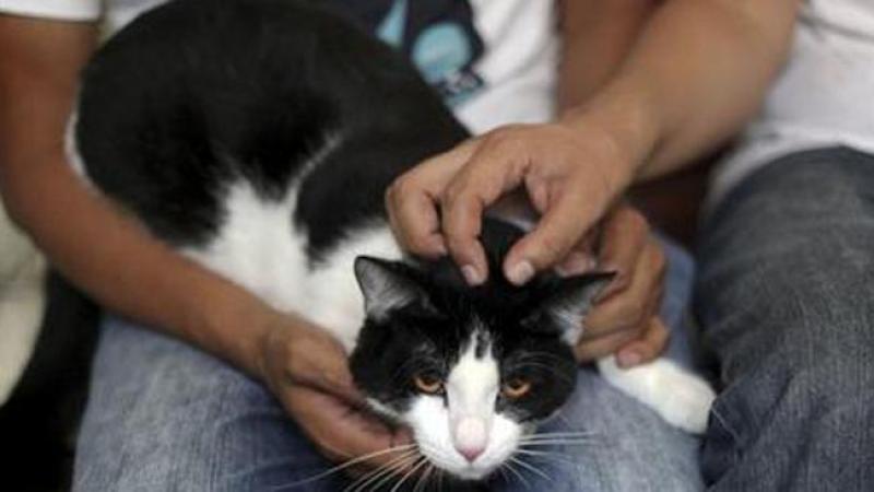 El gato Morris.