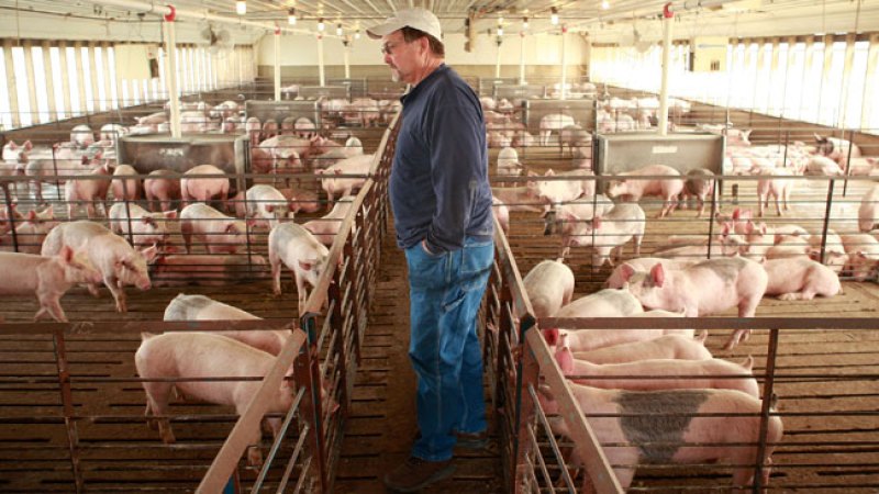 Virus amenaza al sector porcino