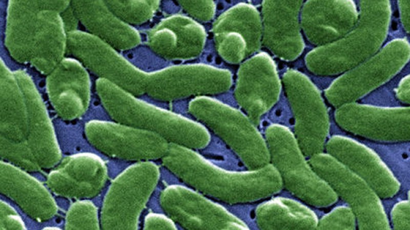 Bacteria carnívora