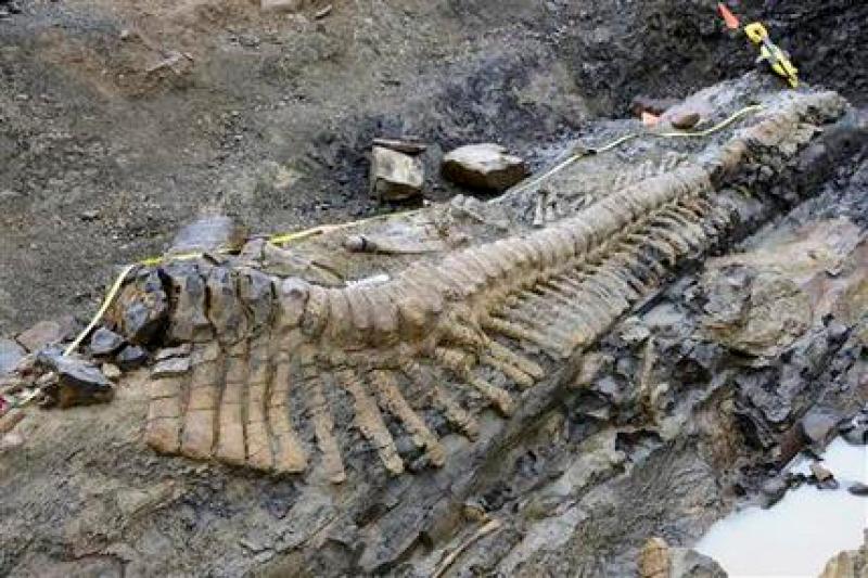 Hallan cola de dinosaurio en México