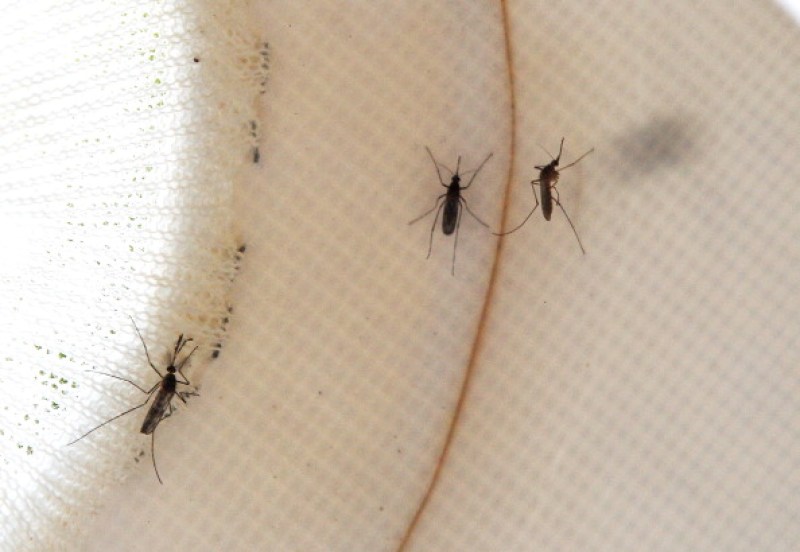Mosquitos