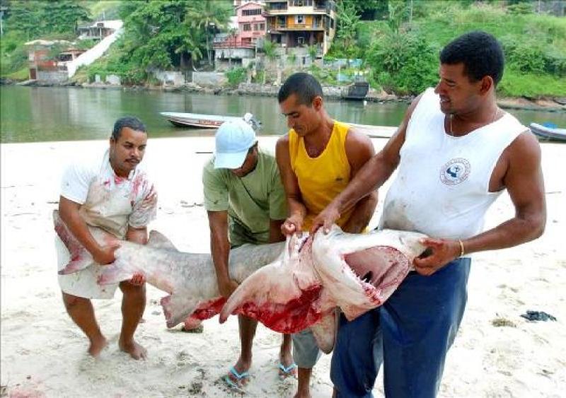 Pescadores agarran un tiburón.