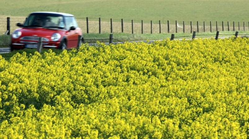 MARTES 24 DE ABRIL: Las flores de color amarillo brillante de la planta canola florecen y embellecen los alrededores de la localidad Amesbury en el Reino Unido.